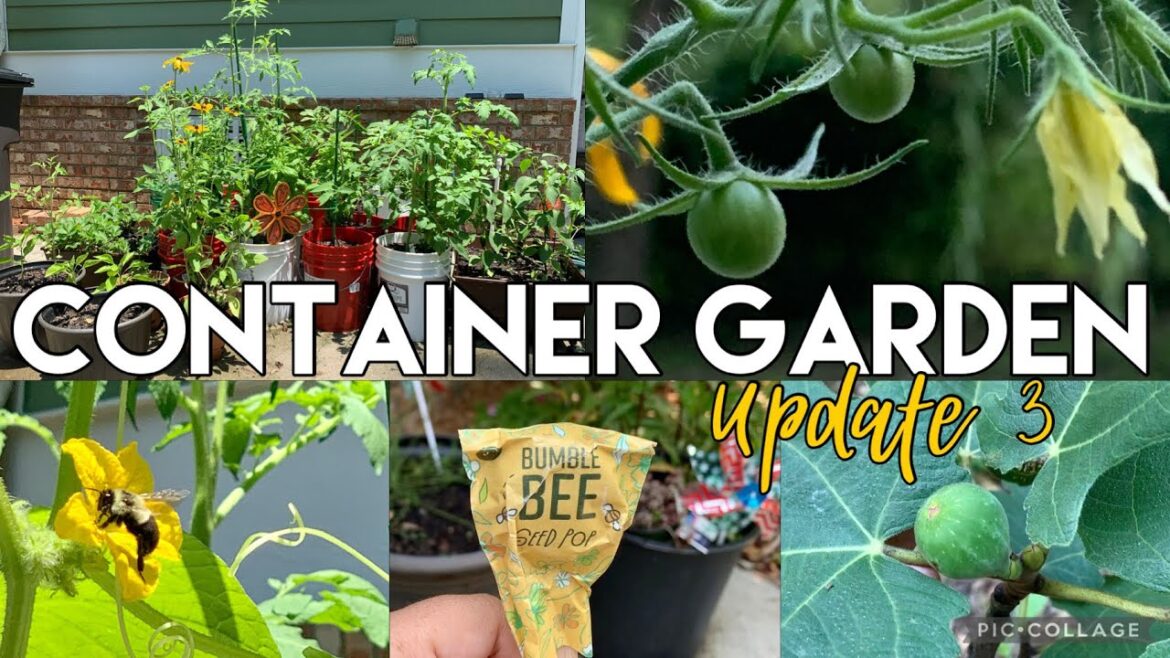 Container Garden | June update