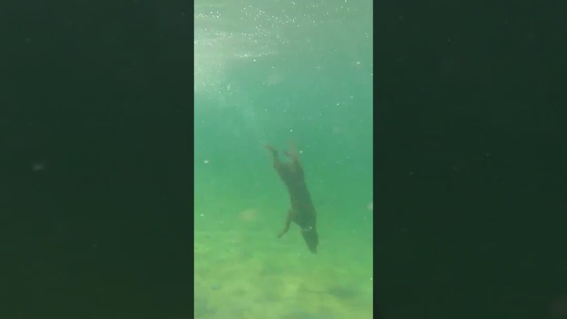 Cute Dog Enjoys Diving Deep Underwater!