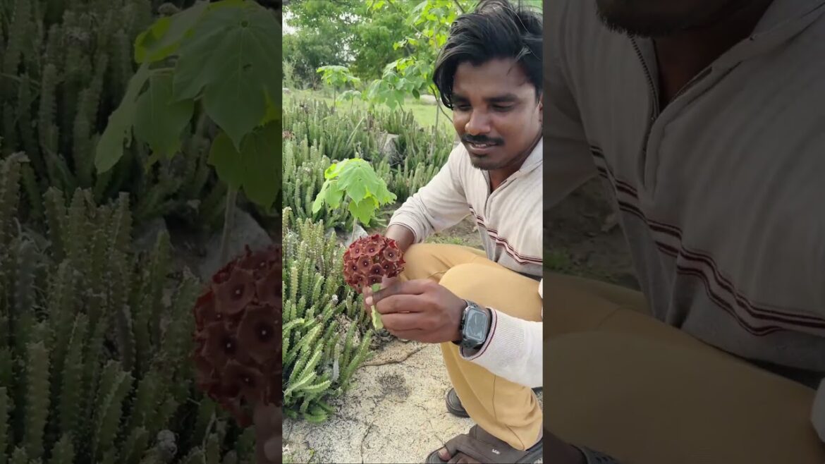 Chandragiri Port Caralluma Fimbriata #shorts #shortvideo