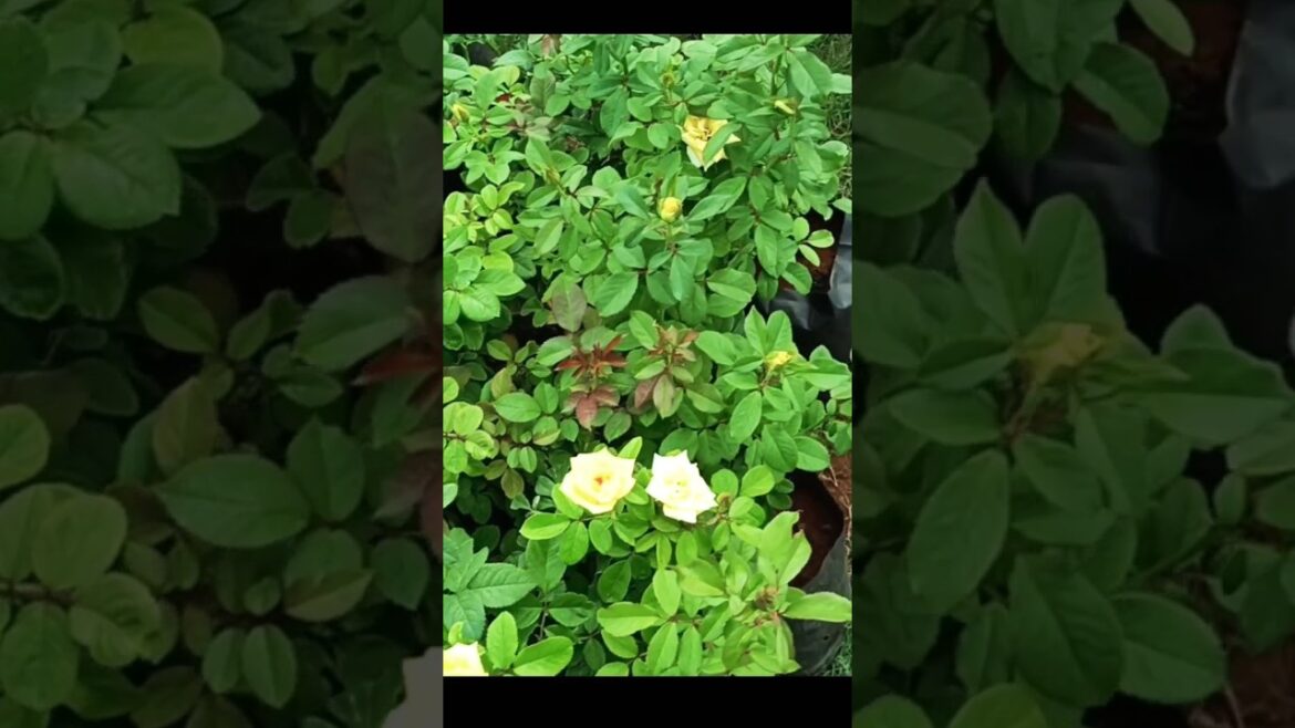 #you tube short#Rose flowers#gardening #you tube short#Rose flowers#gardening