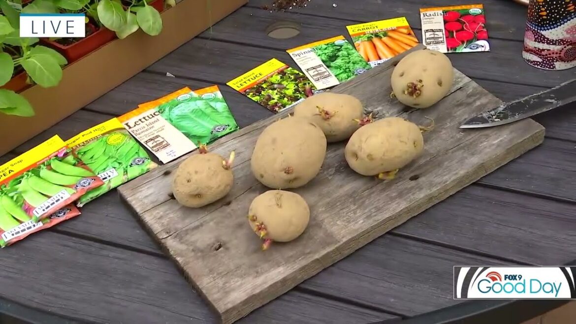 Minnesota gardening: Planting first vegetables of the season