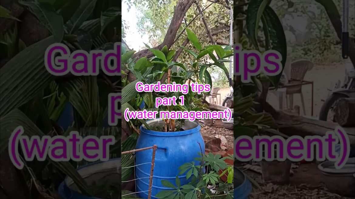 Gardening tips (part 1) Water Management #viralvideo #shortfeed #shortsfeed