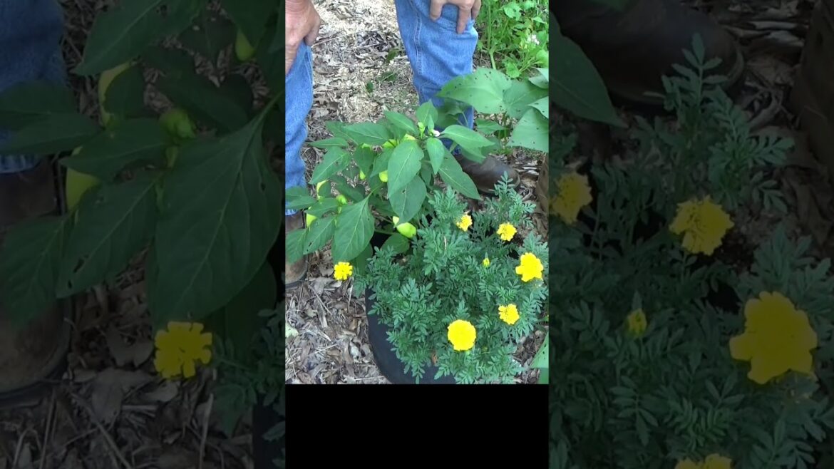 Container Gardening #shorts #mulch #garden Container Gardening #shorts #mulch #garden