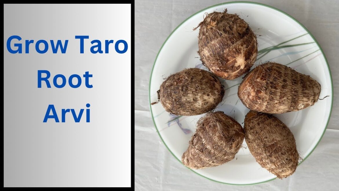 You Can Grow Taro Root at Home | Grow Taro Root from Store Bought | Grow Taro Root Veggies | You Can Grow Taro Root at Home | Grow Taro Root from Store Bought | Grow Taro Root Veggies |