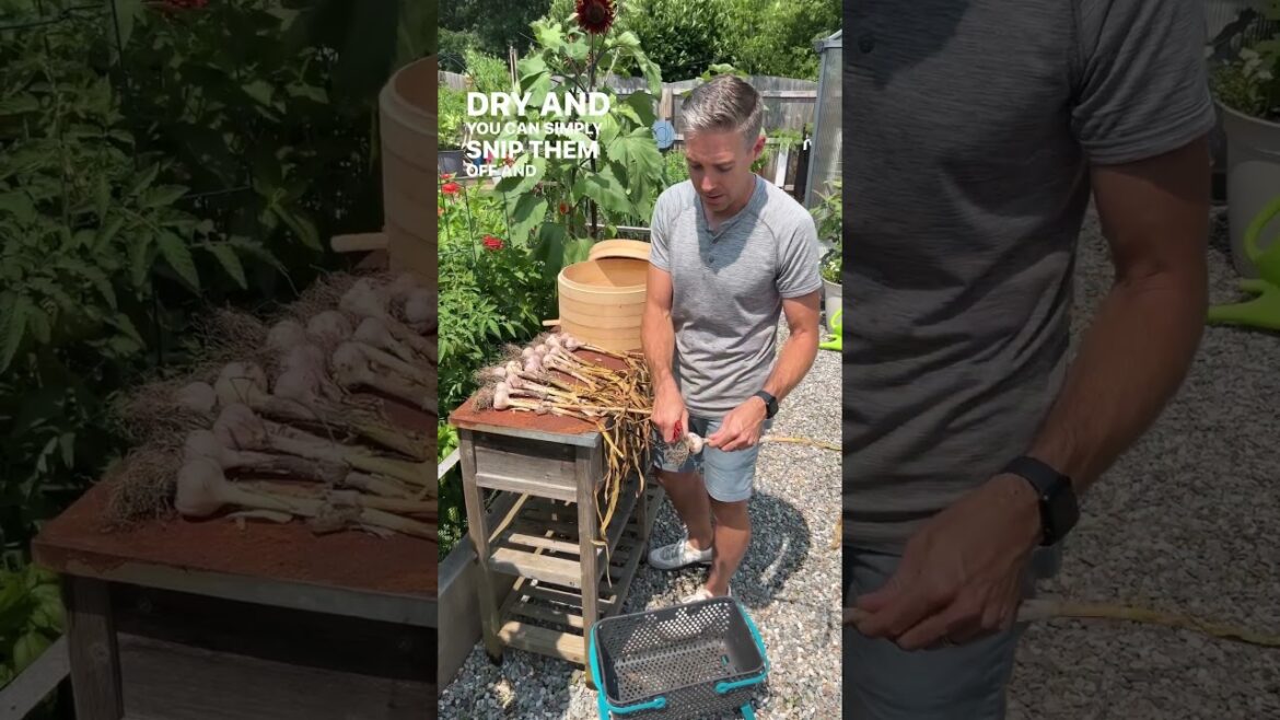 How to Harvest and Store Garlic | #testgardentuesday