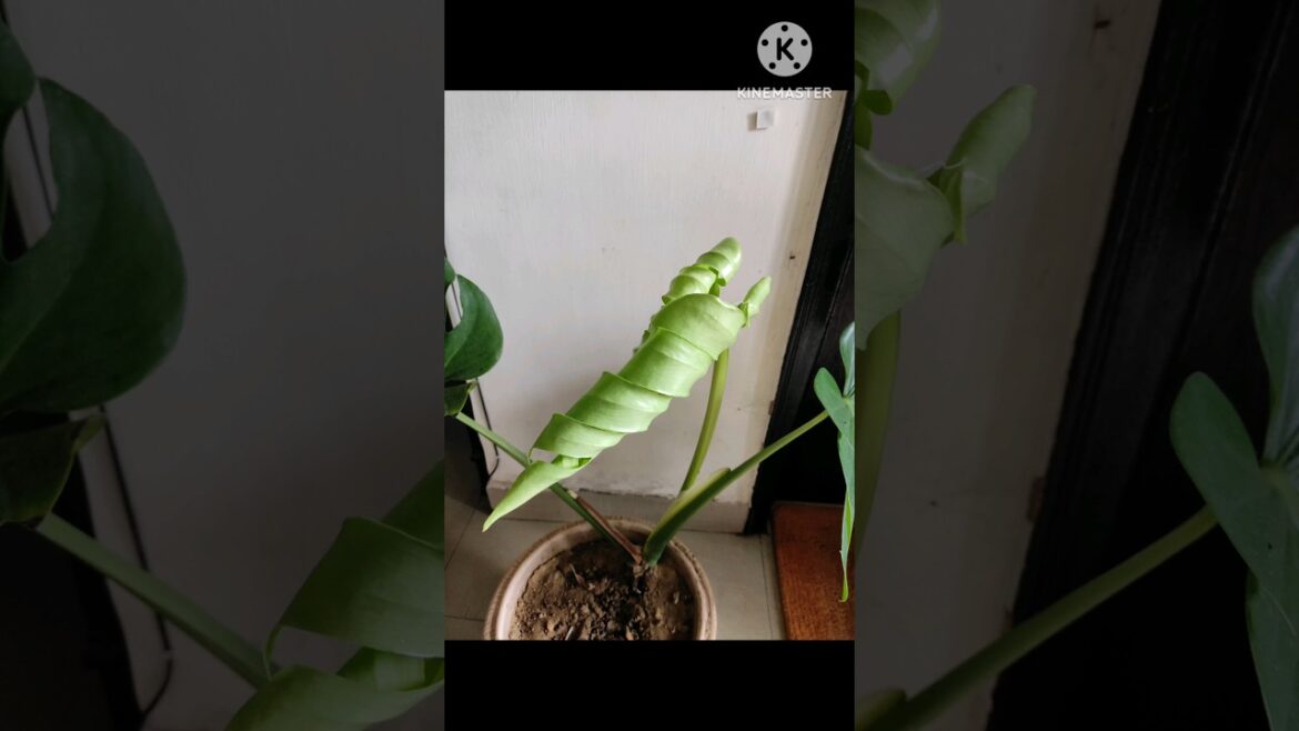 Growing leaf of Monstera@Rooted Greens #shorts #garden #viral #indoor #plants #balcony #gardening