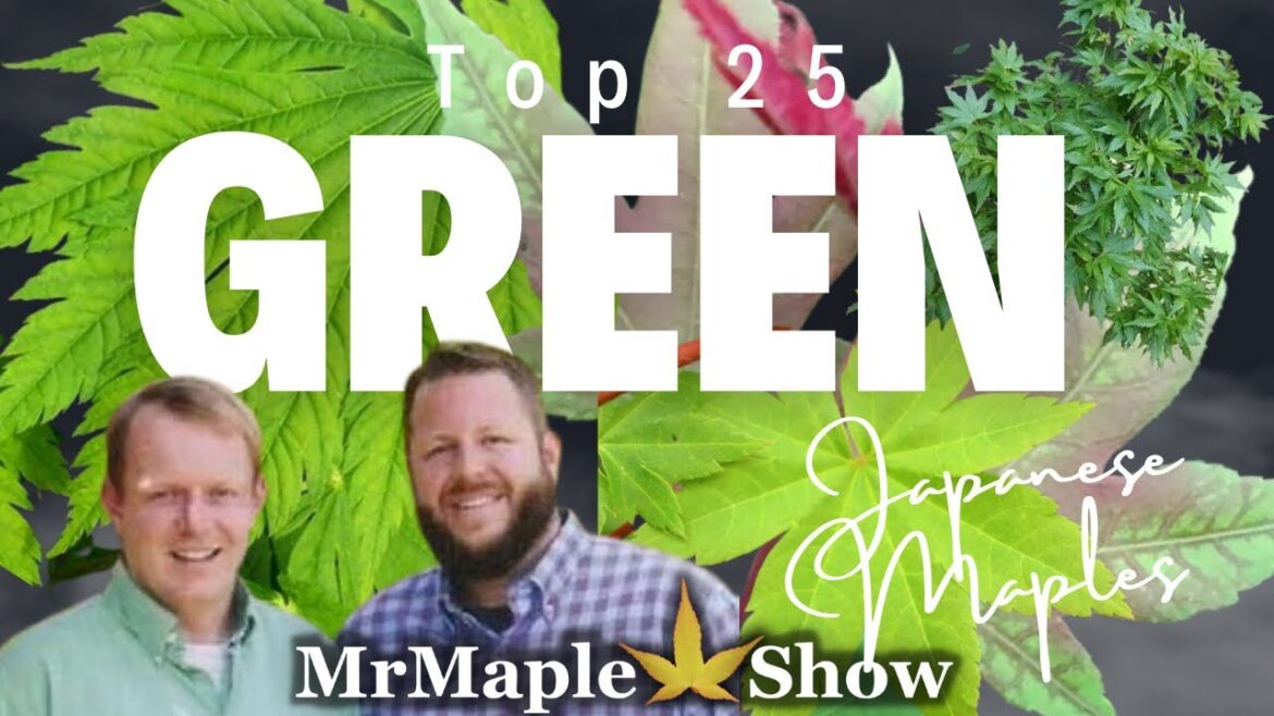 Top 25 Green Maples to Improve Your Garden Design | MrMaple Podcast Top 25 Green Maples to Improve Your Garden Design | MrMaple Podcast