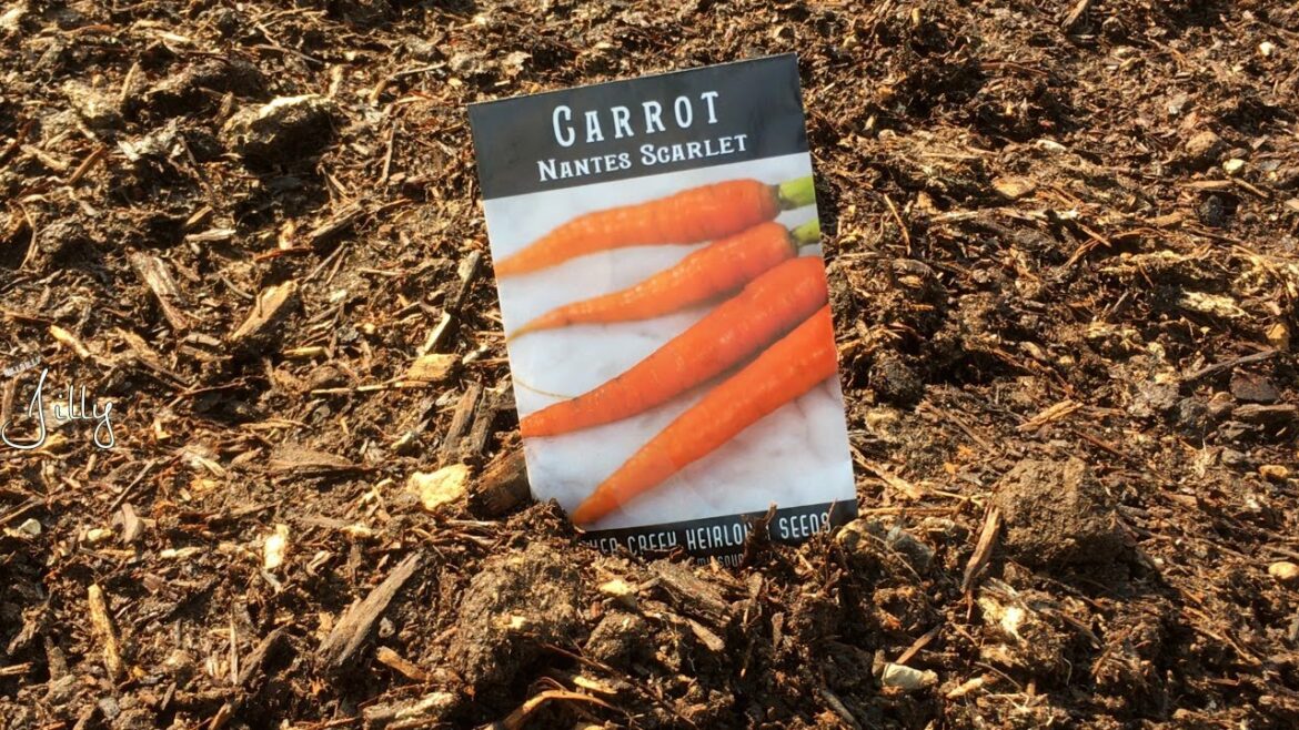 Planting Carrots for the Fall Vegetable Garden