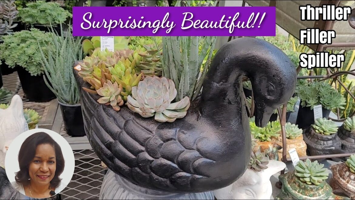 Easy Succulent Container Garden ideas | Crassula | Snake Plant | Echeveria | Sedum