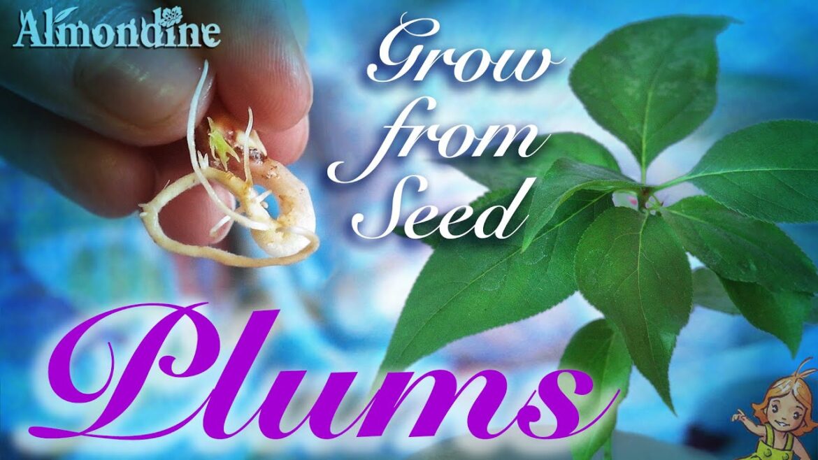 Grow PLUM TREES from Seed  |  Almondine