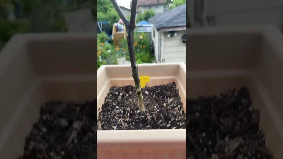 🌶🫑 #Jalepeño peppers in containers #gardening #Zone5