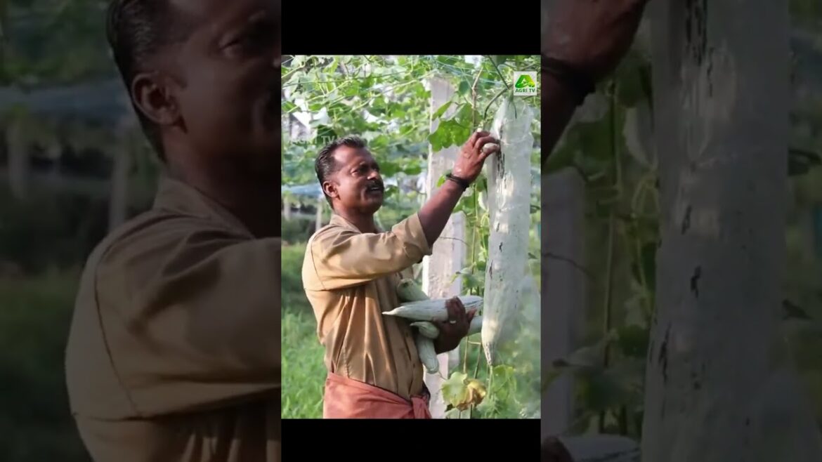 ഹാപ്പിയായി ജീവിക്കാൻ ഇതു തന്നെ ധാരാളം! കൃഷിയെ ജീവനുതുല്യം സ്നേഹിക്കുന്ന രാജേഷ്| Organic farming