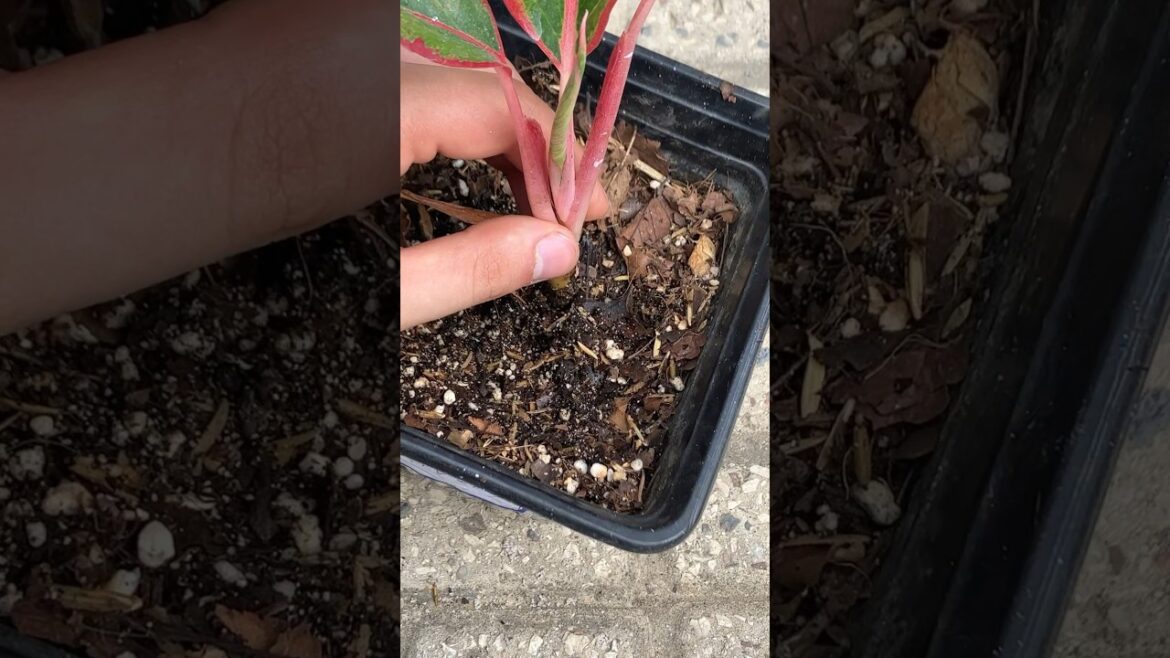 aglaonema plant propagation massive result after a month