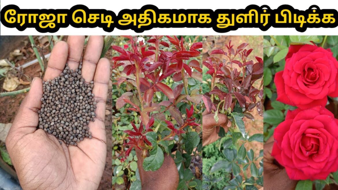 🔥🤭ஒரே வாரத்தில் ரோஜா செடி துளிர்க்க இத பண்ணுங்க / Rose plant flowering tips 🔥🔥 🔥🤭ஒரே வாரத்தில் ரோஜா செடி துளிர்க்க இத பண்ணுங்க / Rose plant flowering tips 🔥🔥