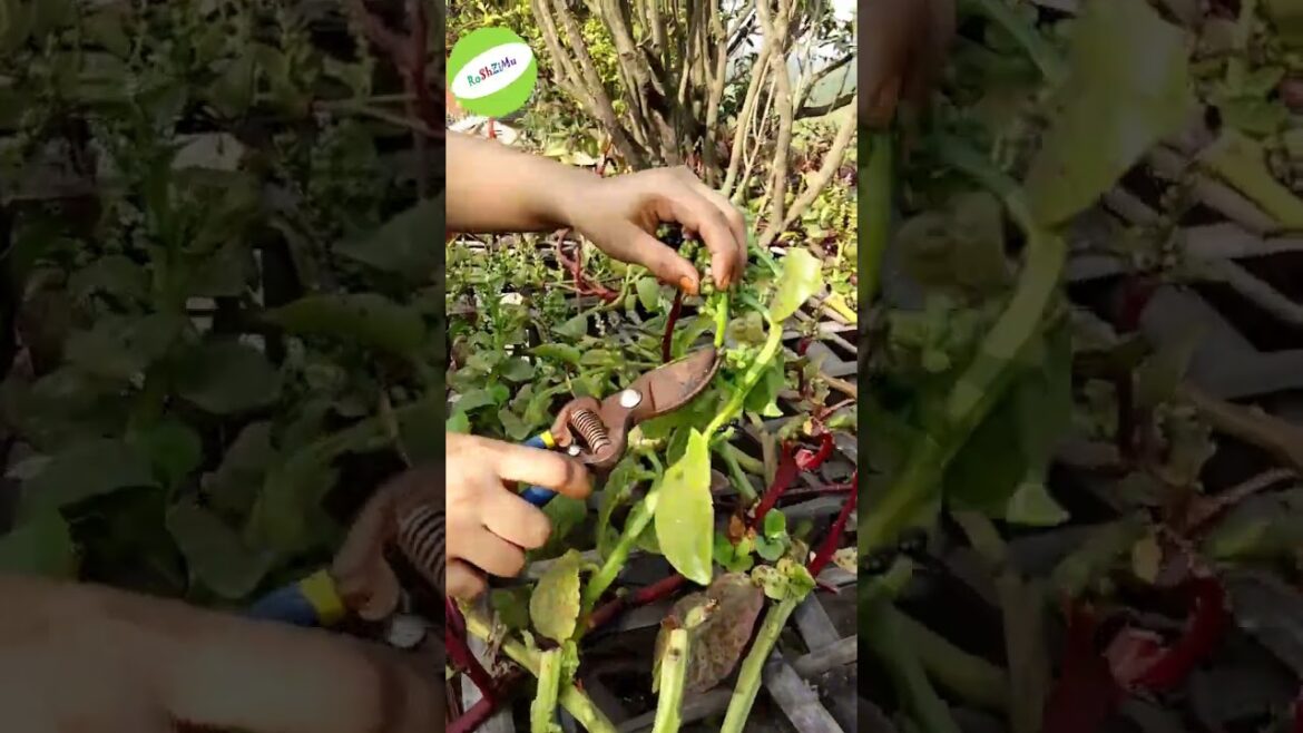 Rofftop Malabar Spinach seeds  (Rooftop garden/ ছাদ কৃষি)//Enjoy beautiful nature with rural life