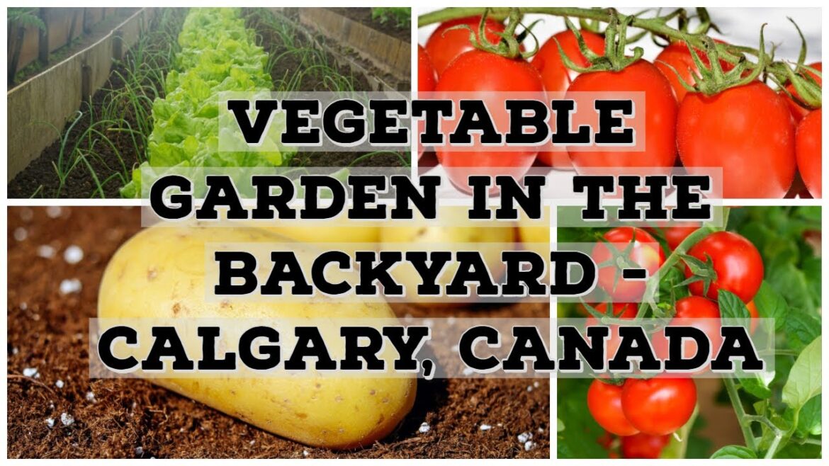 Vegetable garden in the Backyard – Calgary, Canada #vegetablegarden #garden #backyardfarming Vegetable garden in the Backyard - Calgary, Canada #vegetablegarden #garden #backyardfarming