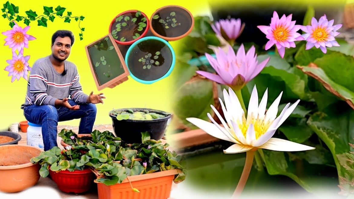కలువ పూలు ఇలా చేస్తే రోజూ పూస్తాయి WaterLily Complete Care Sowing to Blooming 80days updates