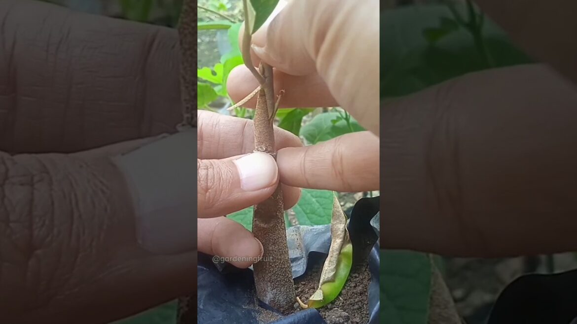 Propagation Durian tree by grafting & gardening tips EP156 Propagation Durian tree by grafting & gardening tips EP156