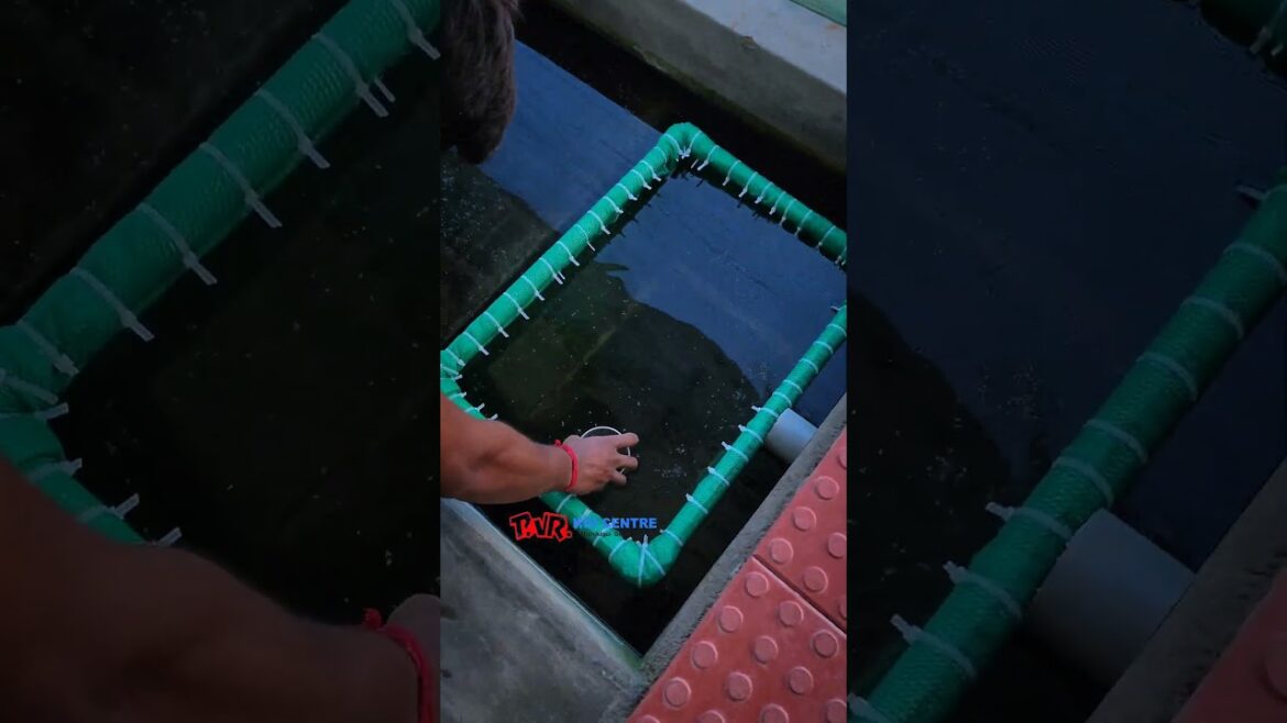 Easiest way to clean the sludge in koi pond