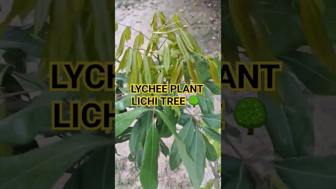 #Lychee plant#shorts#Lichi gardening#how to Grow Lychee