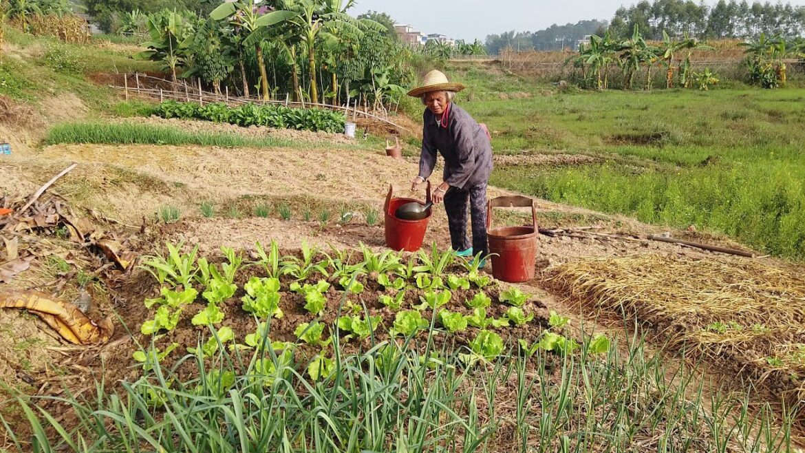How My Grandma Grow Vegetables | Chinese Vegetable Gardens | Rural China How My Grandma Grow Vegetables | Chinese Vegetable Gardens | Rural China