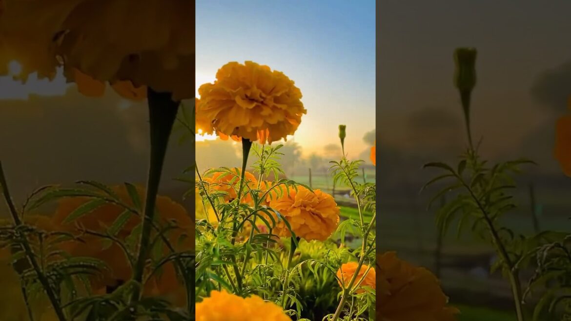गेंदे का फूल #marigold #marigoldflower #garden #shorts #gendaphool #shortsfeed #marigoldplant