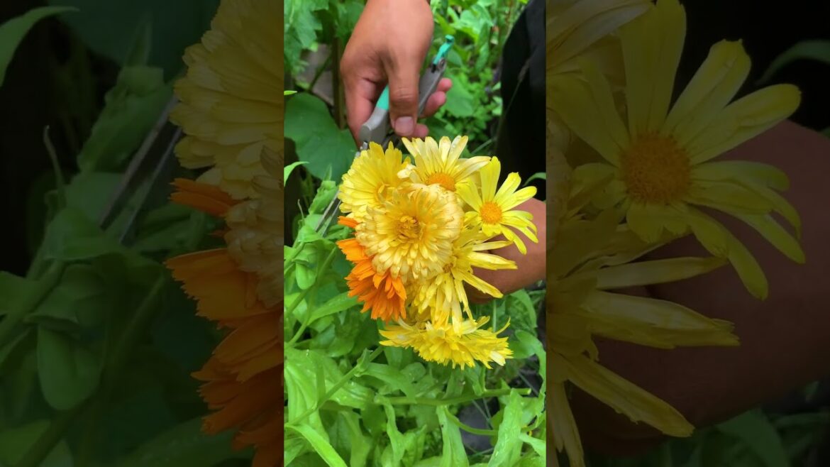 5 edible medicinal flowers for your garden