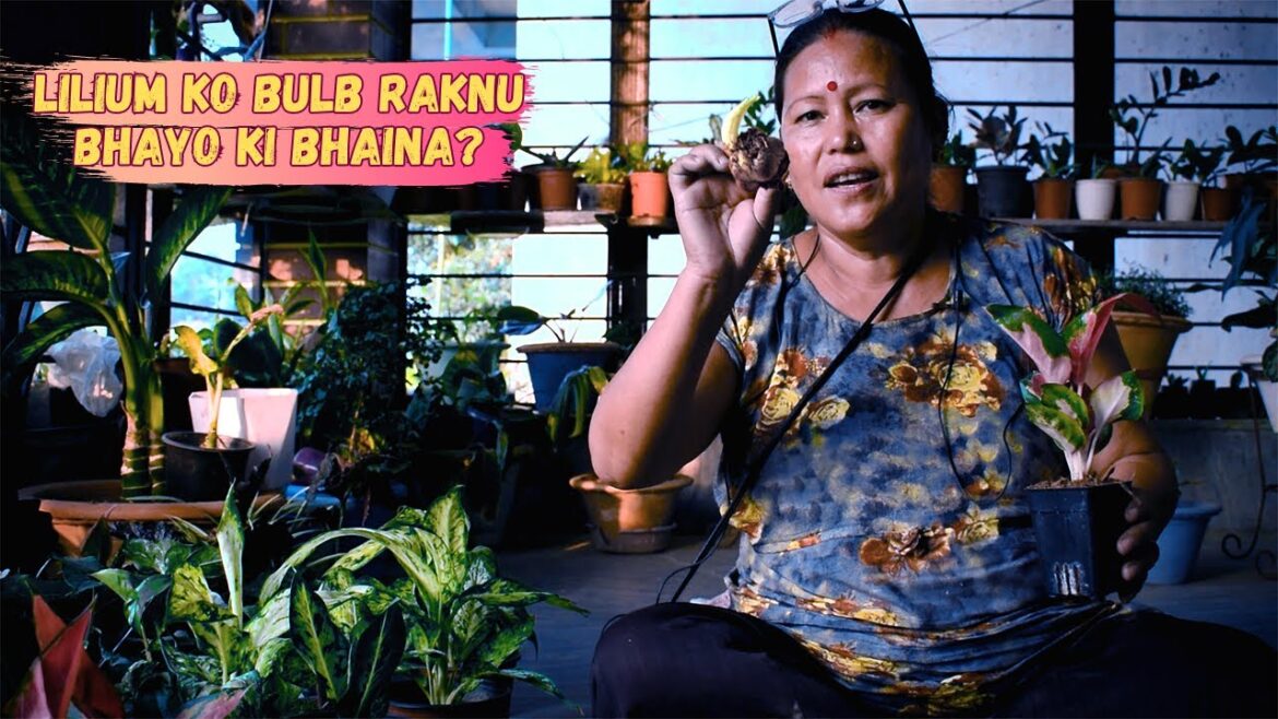 How to Store Lilium Bulbs after Flowering? Gardening Care and Tips in Nepali