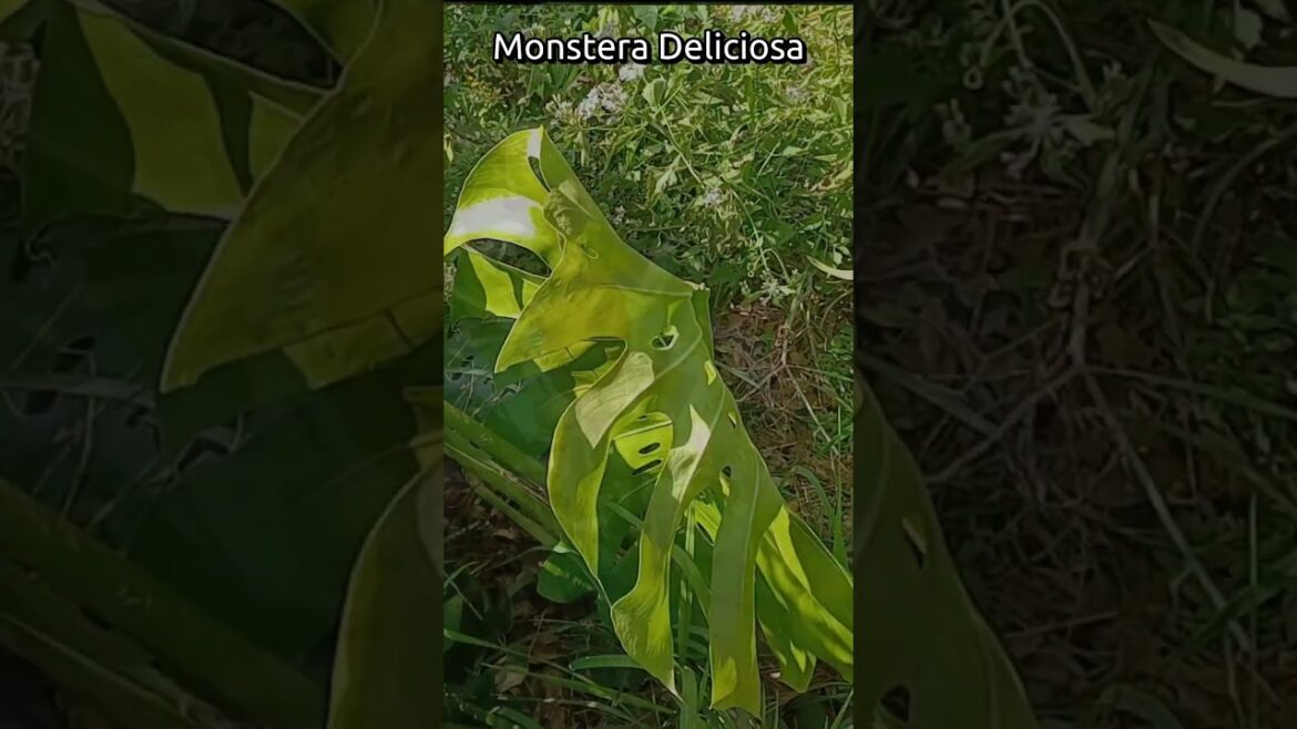 #shorts Top 9 Edible Landscape Plants For Florida