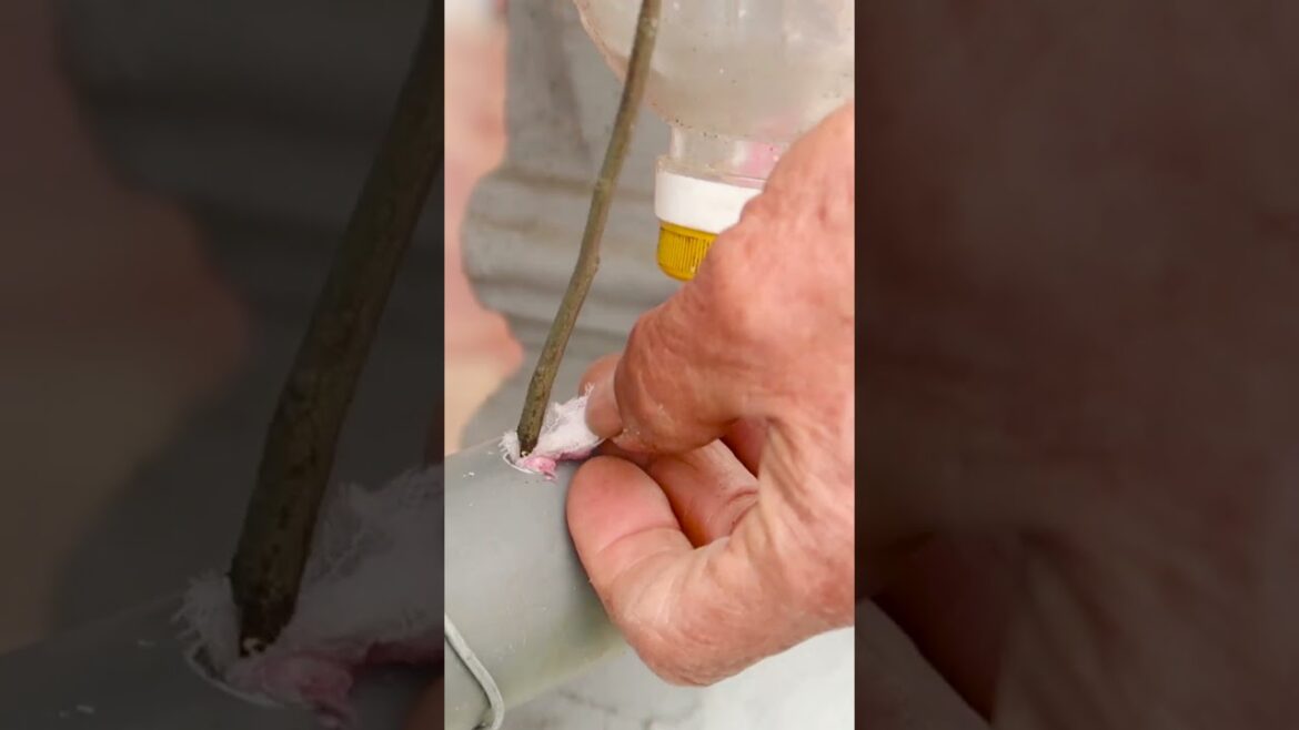 Amazing green vegetable garden on small balcony, grow vegetables at home