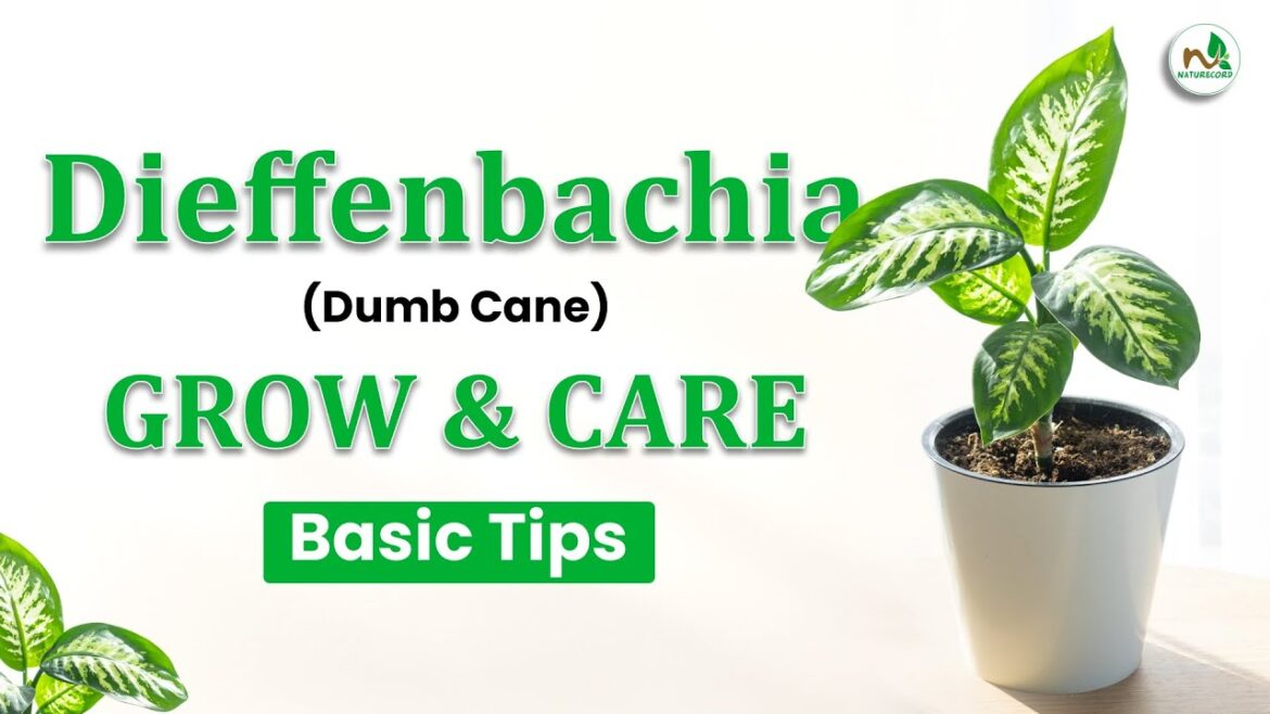 Dieffenbachia (Dumb Cane) Grow & Care | Basic Tips | Beginner Gardening Dieffenbachia (Dumb Cane) Grow & Care | Basic Tips | Beginner Gardening