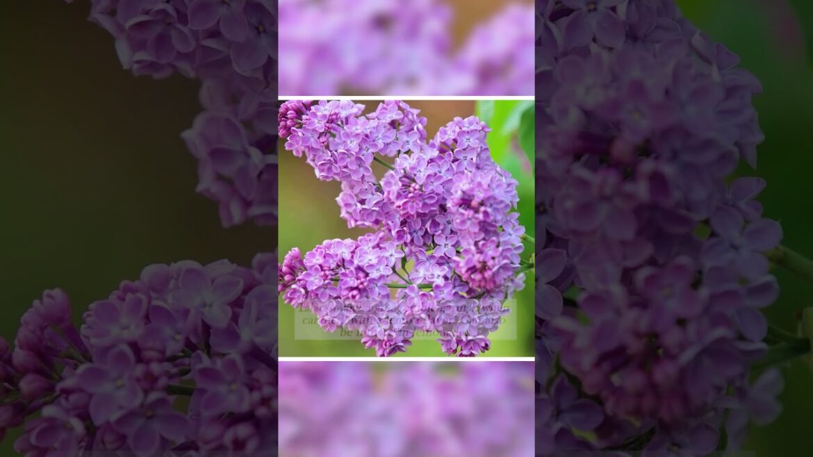 What Flowers Can You Eat? | Guide to Edible Flowers PART 2!!