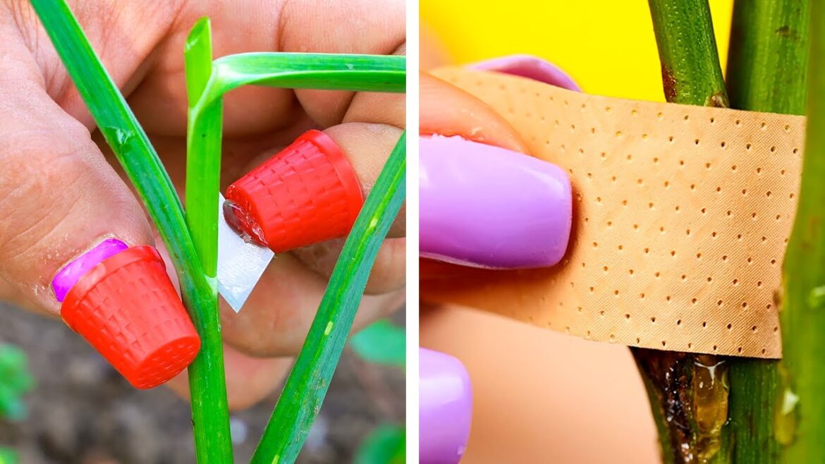 How To Grow Your Exclusive Garden With These Hacks