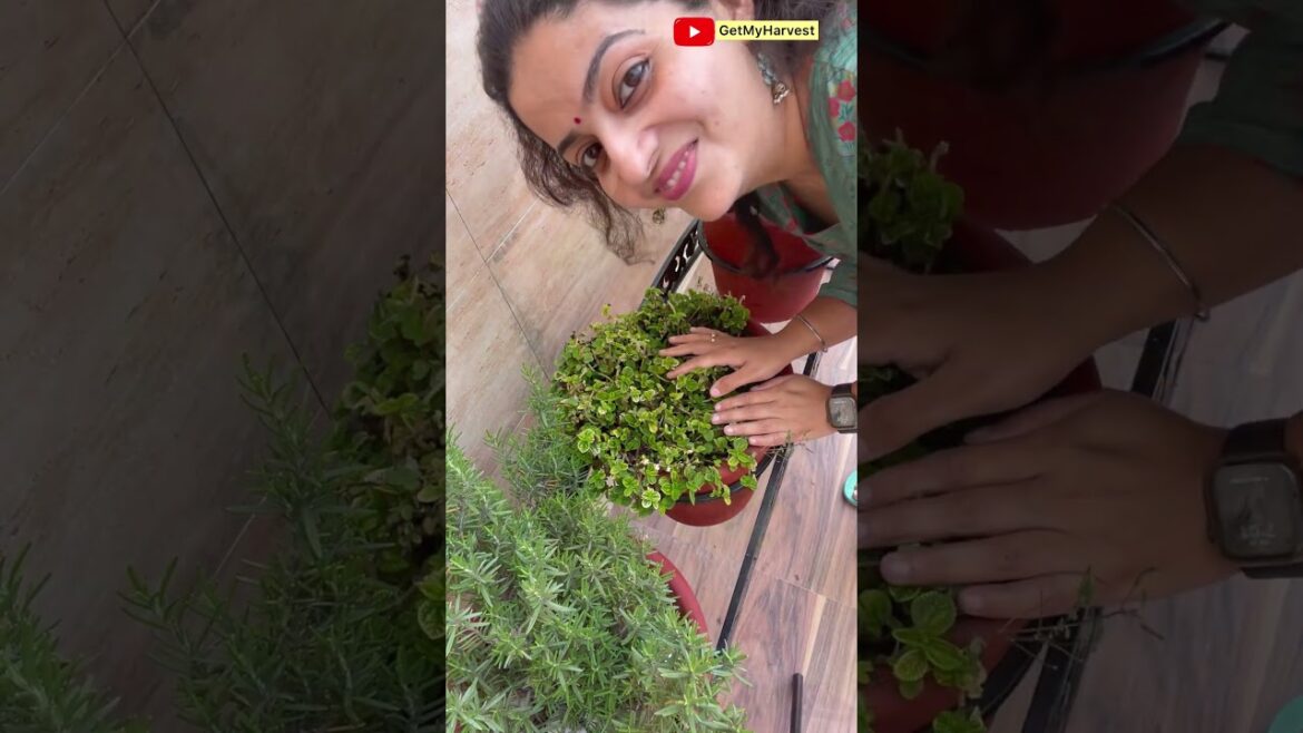 10 herbs that grow easily in pots #Shorts