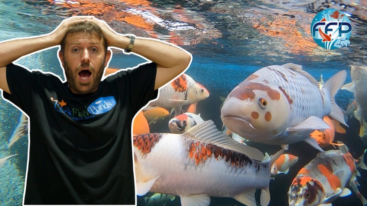 We Sourced the BIGGEST and BEST Japanese Koi in the WORLD! Champion Level Fish From Japan!