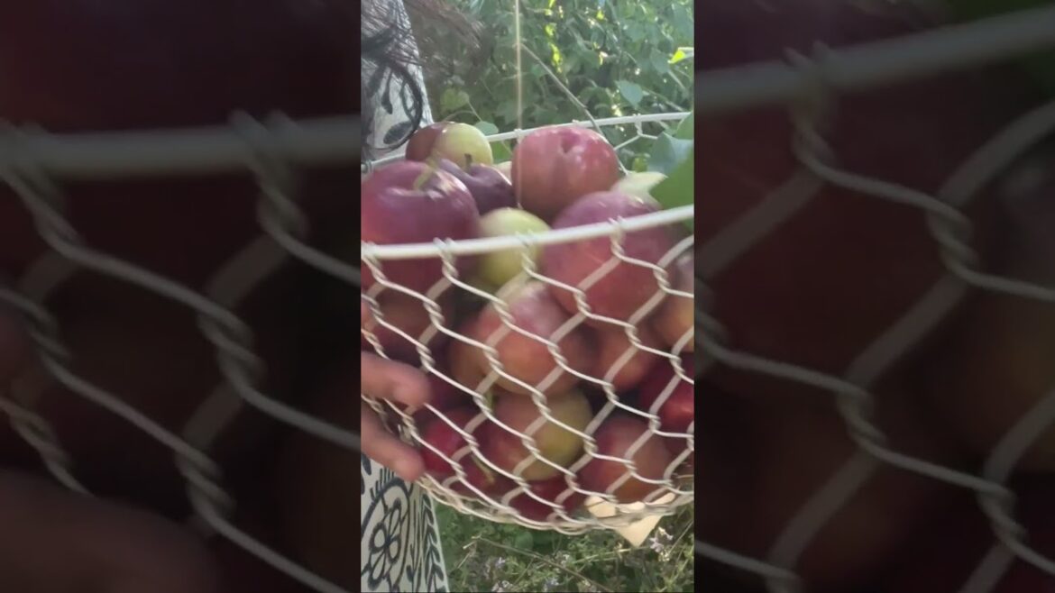 Plums from the backyard garden 🌱🍑  #shorts #shortvideo #harvest
