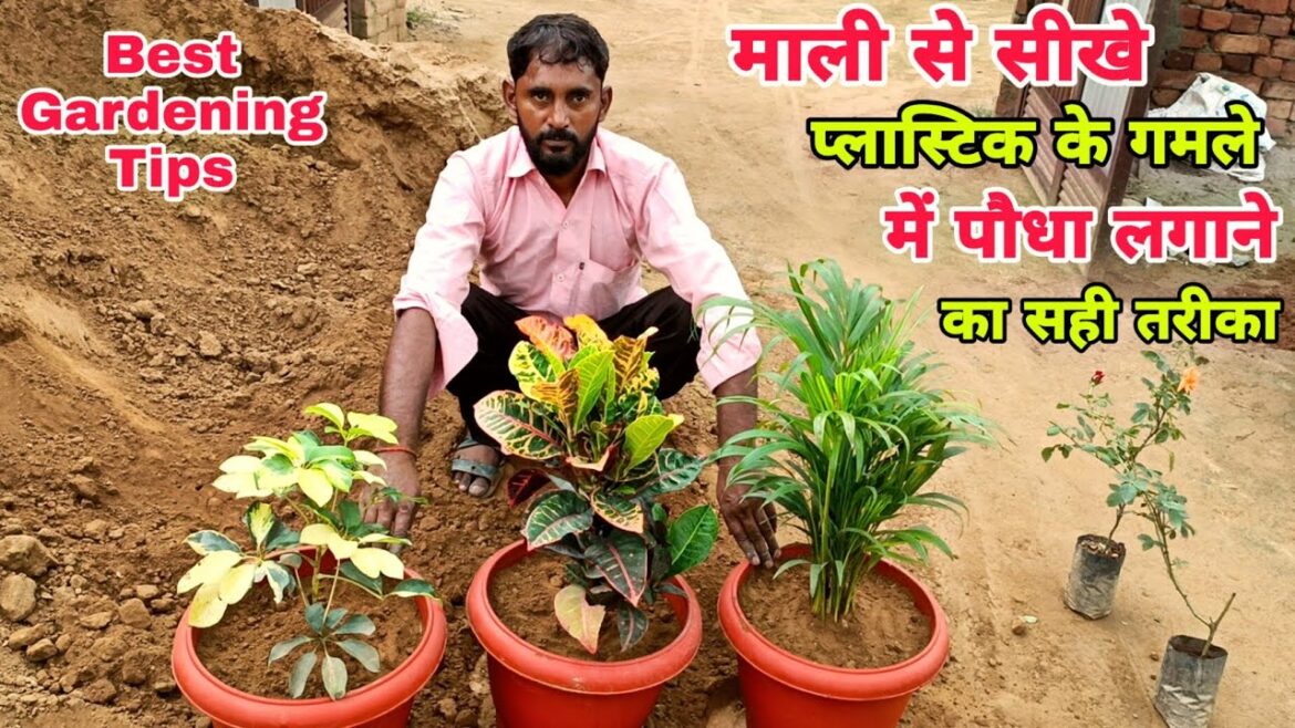 माली से सीखे प्लास्टिक के गमले में पोधा लगाने का सही तरीका ।। Best Gardening Tips