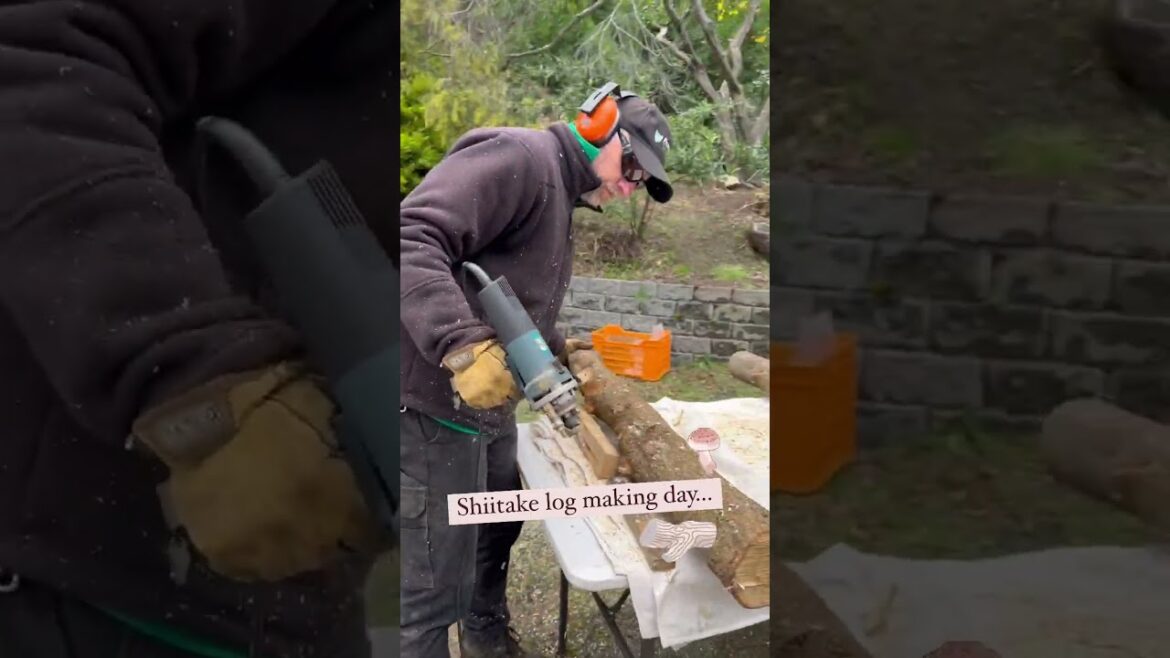 Shiitake log making day! 🪵 | Milkwood #short Shiitake log making day! 🪵 | Milkwood #short
