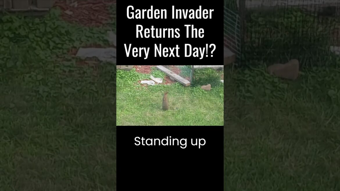 Hare-raising Heist: Rabbit Returns to Garden with Plans to Carrot Away with the Goods!"🐇😂🐇🤣