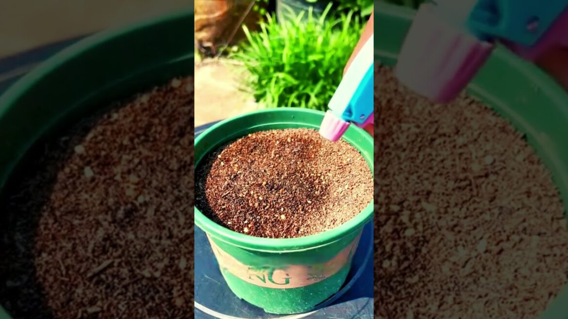 GARDEN TIPS FOR BEGINNERS YOU MUST KNOW _ TIPS AND HACKS #shorts #gardening #tips #gardeningtips GARDEN TIPS FOR BEGINNERS YOU MUST KNOW _ TIPS AND HACKS #shorts #gardening #tips #gardeningtips