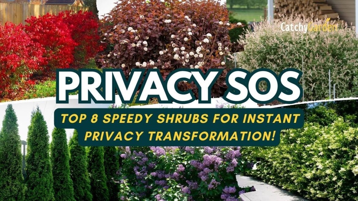 Privacy SOS: Top 8 Speedy Shrubs for Instant Privacy Transformation! 🌲🌺🌿 // Gardening ideas