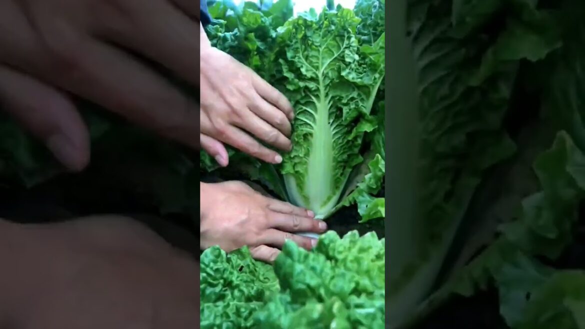 Fresh Pick Vegetables #satisfying #shortsvideo