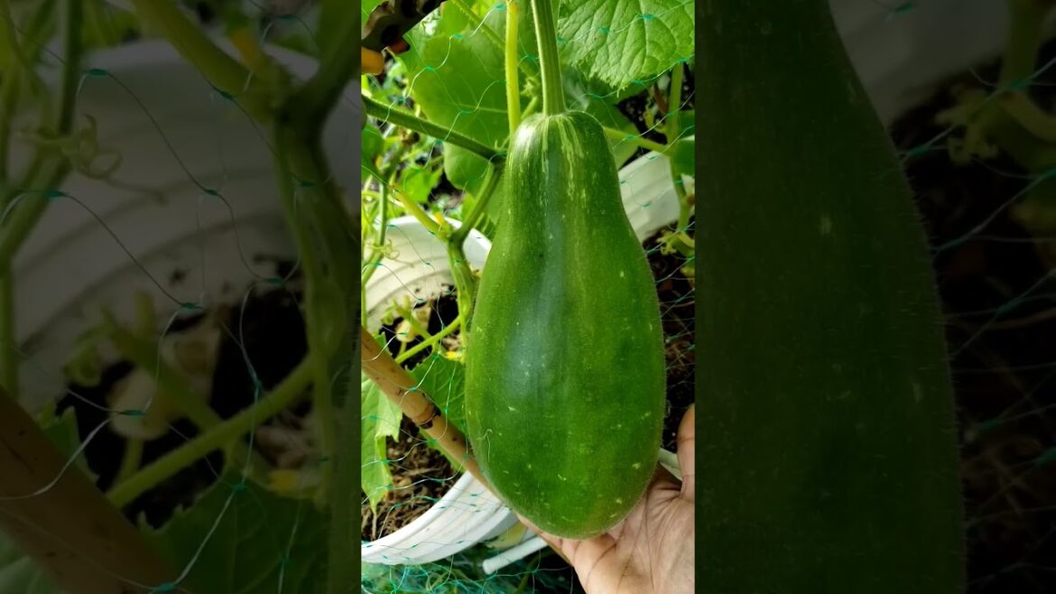 Harvesting Bottle Gourd #vegetablegarden