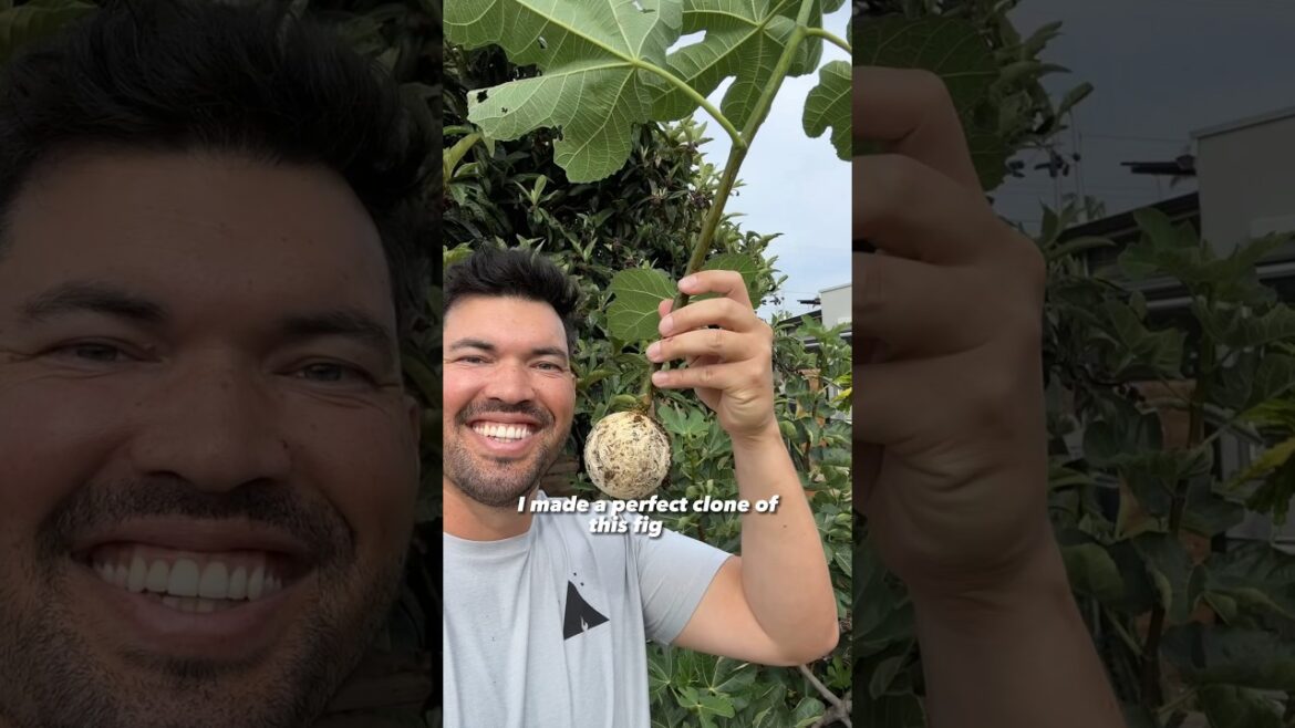 I made a perfect clone of a fruit tree