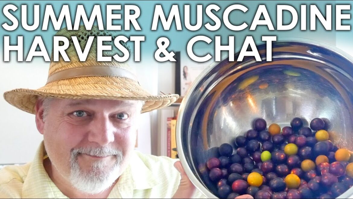 Summer Muscadine Harvest & Chat || Black Gumbo Summer Muscadine Harvest & Chat || Black Gumbo
