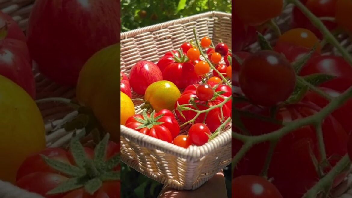 Gorgeous tomatoes from the backyard edible garden 🌱🍅  #shorts #shortvideo #harvest #tomatoes