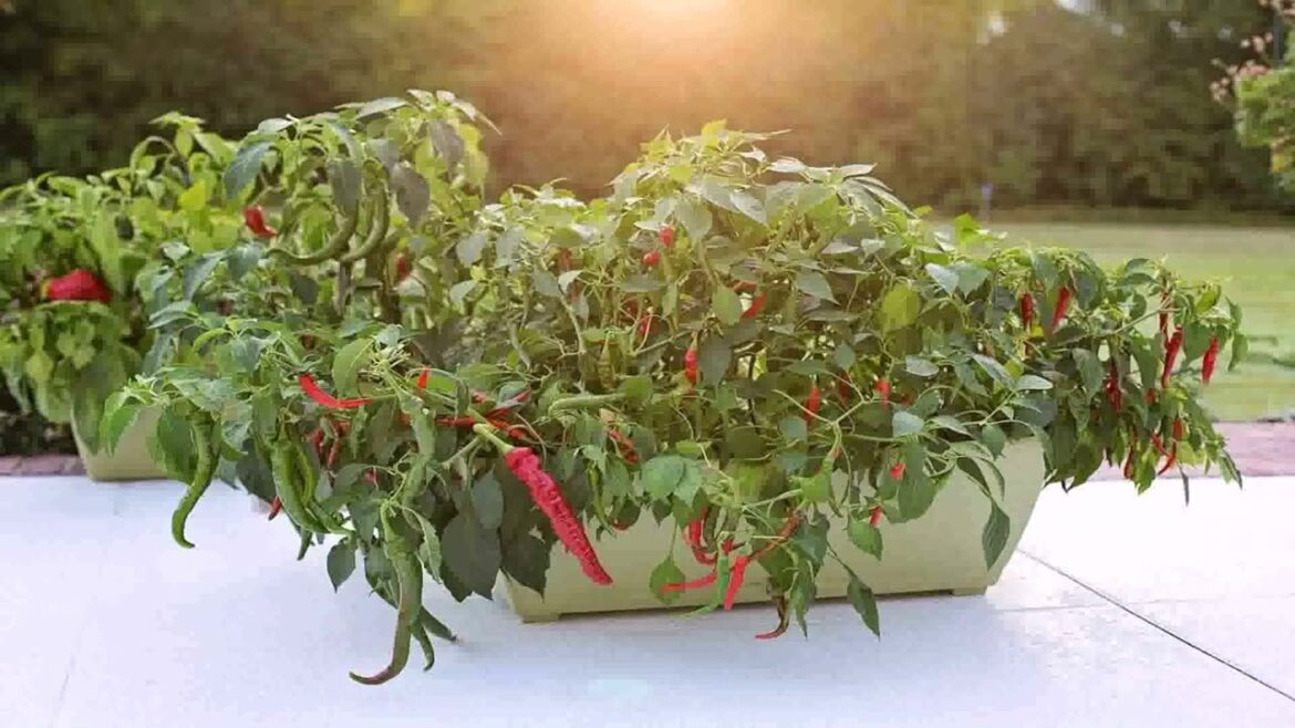 Container Gardening Vegetables Ideas