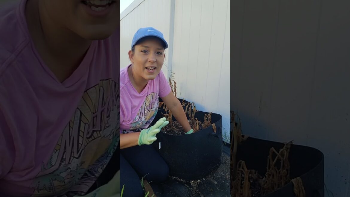 Harvesting Potatoes Grown in Grow Bags #potato #garden #growbag #harvest #backyardgarden #gardentips