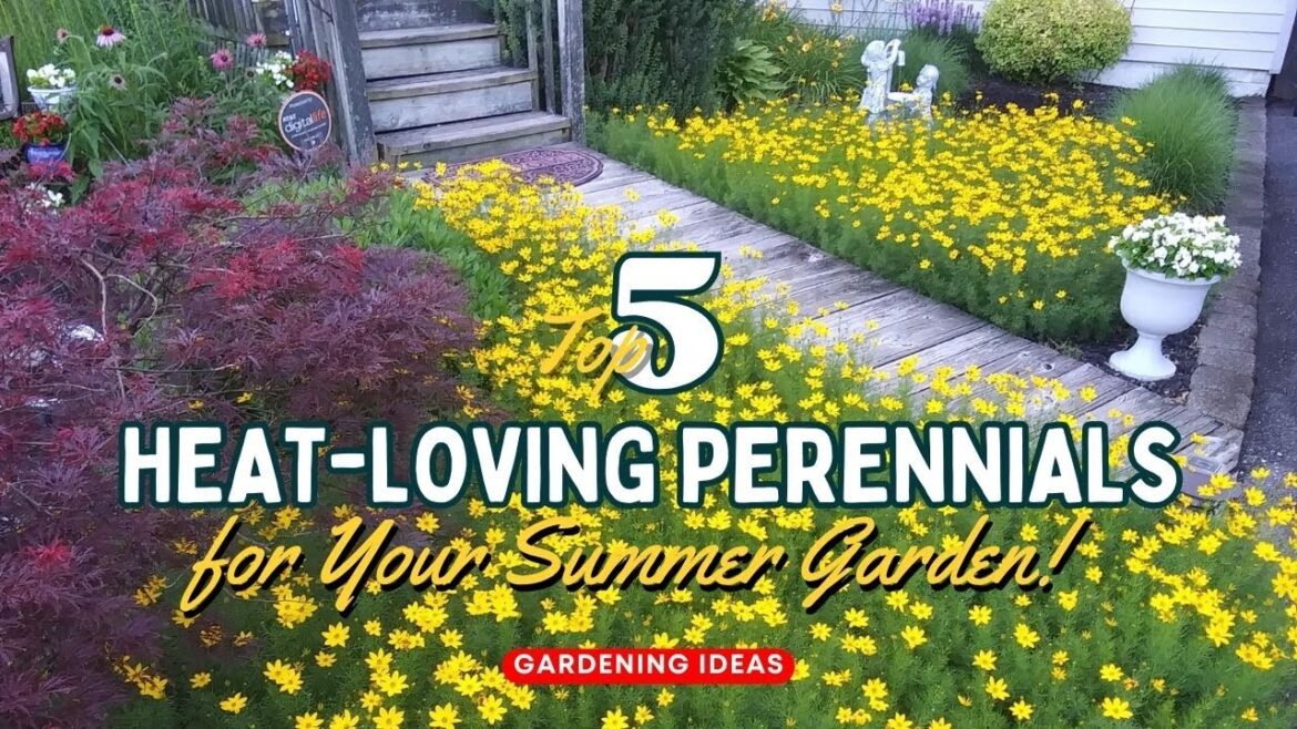Top 5 Heat Loving Perennials for Your Summer Garden! 🌻🌸☀️