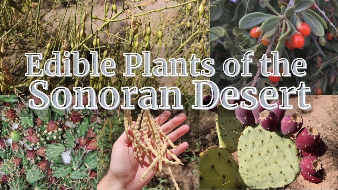 8 Edible Wild Plants of Arizona’s Sonoran Desert (And How to Use Them!!!) 8 Edible Wild Plants of Arizona's Sonoran Desert (And How to Use Them!!!)